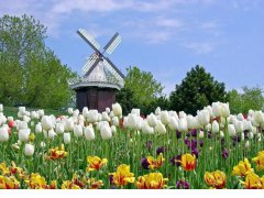 荷蘭市場投資攻略，外國人如何注冊公司？